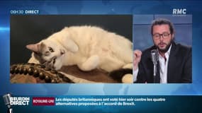 La France plus que jamais le pays des... chats!