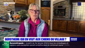 "On peut plus le laisser aller dehors": à Gerstheim, les propriétaires de chiens sont inquiets après avoir découvert des lames de rasoir dans la nourriture 