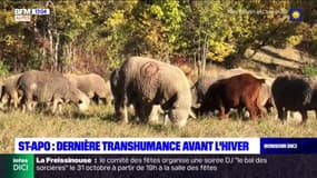 Hautes-Alpes: une transhumance pour le "plaisir"