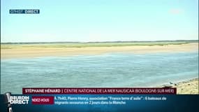 En 30 ans, la Baie de Somme en Picardie a perdu 80% de ses poissons !