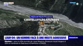 Alpes-de-Haute-Provence: un homme rencontre cinq loups, une première en France depuis leur retour