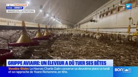 Foyer de grippe aviaire dans l'Eure: un éleveur forcé de tuer ses bêtes