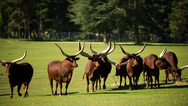Un troupeau de watusis au Parc de Thoiry