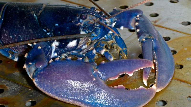 A l'institut Alfred-Wegener pour la recherche polaire et marine, où sont élevés 3.000 homards qui devraient être relâchés l'an prochain dans le parc éolien de Borkum Riffgat, près de l'île d'Heligoland, où ils ont été décimés par les bombardements alliés