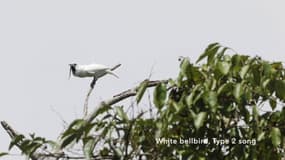 Avec un cri pouvant atteindre les 113 décibels, l'Araponga blanc est l'oiseau le plus bruyant au monde