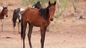 Selon Conseil des terres du centre australien, 10.000 chevaux sauvages "souffrent d'une mort lente et terrible"