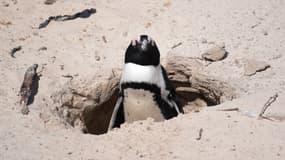 Un manchot africain sort d'un terrier à la colonie de manchots des Boulders, qui est une destination touristique populaire, à Simon's Town, près du Cap (Afrique du Sud), le 1er novembre 2024. (Photo d'illustration)