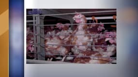 Certaines poules "n'ont plus accès ni à l'eau, ni à la nourriture distribuées dans les cages et sont donc assoiffées et affamées", déclarent les deux associations