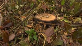 Un arbre abattu dans une rue de Colomiers - décembre 2023 