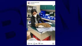 Capture d'écran du compte Instagram du refuge pour animaux abandonnés de Pasadena Humane. Sur l'image, un chat victime des flammes, très affaibli et dont les poils et moustaches ont presque totalement fondu. 