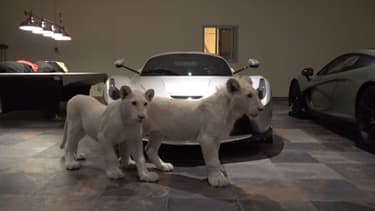 Devant une magnifique LaFerrari, deux lionceaux blancs.