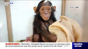 Angèle's choice - In Congo, criminals kidnap three baby chimpanzees and demand a colossal ransom 