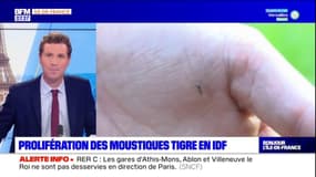 Île-de-France: la prolifération des moustiques tigres