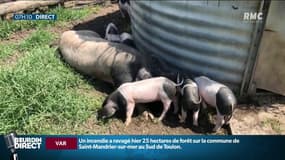 "C'est la reconnaissance d'un savoir-faire, de la qualité d'un produit", le jambon Kintoa, issu du Pays basque, a désormais son AOP