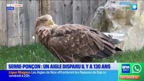 "L'aigle des mers" fait son retour à Serre-Ponçon après 130 ans d'absence