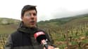 Gel des vignes: "ça peut vite se chiffrer à plusieurs centaines de milliers d’euros de perte"