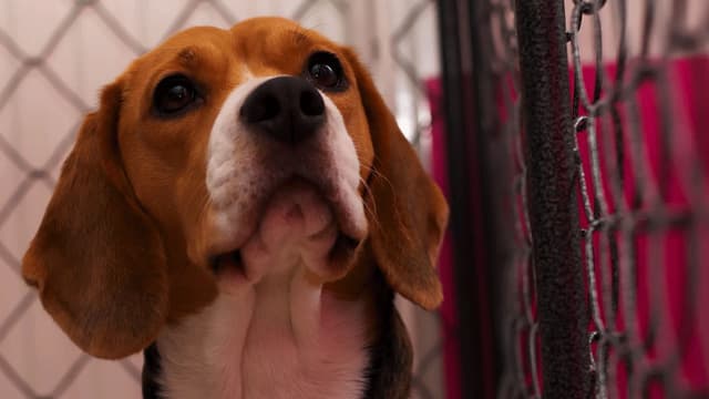 Un chien de la race beagle (photo d'illustration).