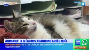 Animaux : le fléau des abandons après Noël