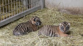 Deux tigres de Sumatra nés fin mars au zoo d'Amiens
