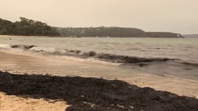 Incendies en Australie: à Sydney, la mer rejette des vagues de suie