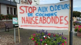 Les habitants sont excédés par les odeurs des cochons.