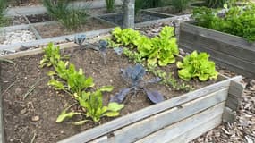 Dans la ville d'Hénin-Beaumont (Pas-de-Calais), des enfants ont participé lundi à l'atelier "plante ton slip"