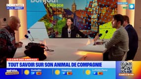 Le Café des Animaux: affronter des épreuves difficiles avec le soutien de son compagnon