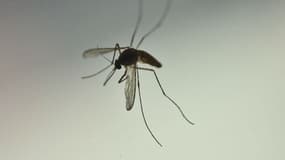 Le Zika est un virus transmis par les moustiques.