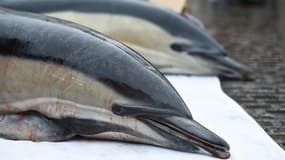 Des cadavres de dauphins retrouvés en mer au large des Sables d'Olonne, en Vendée, exhibés par des militants écologistes à Nantes venus dénoncer la pêche non sélective, le 24 février 2023