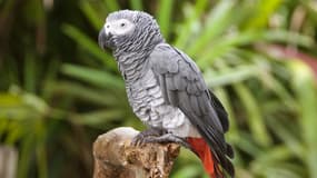 Un perroquet gris (Photo d'illustration).