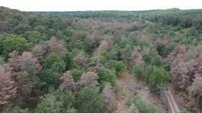 Les pins de la forêt de Fontainebleau ont été victimes de la sécheresse.