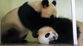 Les pandas Huan Huan et Yuan Zi lors de leur accouplement samedi 20 mars 2021 au zoo de Beauval