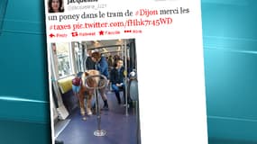 Après Serge le Lama à Bordeaux, un poney dans le tramway à Dijon.