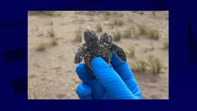 La tortue bicéphale retrouvée en Californie