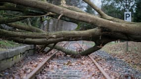 Les chutes d'arbres ont provoqué une évacuation de deux TER vendredi dans les Bouches-du-Rhône. Photo d'illustration