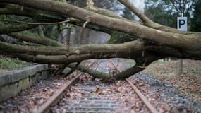 Les chutes d'arbres ont provoqué une évacuation de deux TER vendredi dans les Bouches-du-Rhône. Photo d'illustration