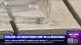 Avec les fortes chaleurs, les moustiques font de la résistance