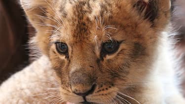Le lionceau Poutine est arrivé à St Martin la Plaine, dans la Loire