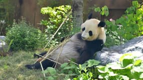Photo fournie le 4 juin 2021 de la femelle panda géant Shin Shin le 10 mai 2021 au zoo d'Ueno à Tokyo.