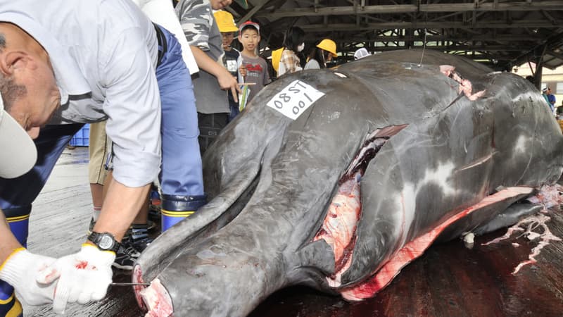 Des pêcheurs japonais dépècent une baleine, en juin 2008