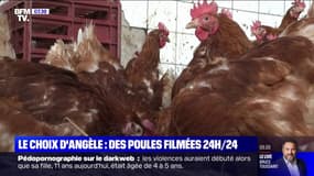 Le choix d'Angèle - Vingt webcams vont filmer 24h/24 des poules Label Rouge