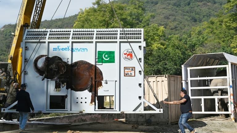 Le caisson métallique dans lequel l'éléphant Kaavan sera installé pour son voyage en avion cargo vers une réserve au Cambodge, le 28 novembre 2020 au zoo d'Islamabad, au Pakistan Le caisson métallique dans lequel l'éléphant Kaavan sera installé pour son voyage en avion cargo vers une réserve au Cambodge, le 28 novembre 2020 au zoo d'Islamabad, au Pakistan