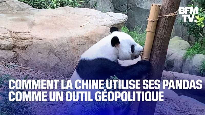 Comment la Chine utilise ses pandas comme un outil géopolitique