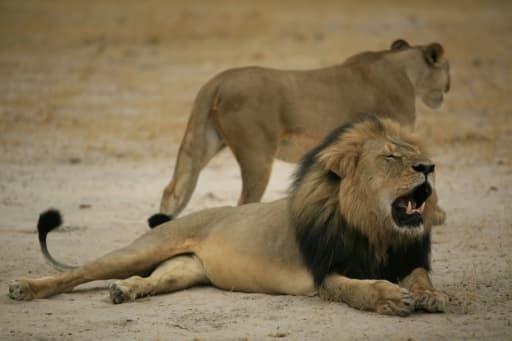Photographie publiée par l'agence des Parcs nationaux du Zimbabwe, montrant "Cecil", un lion mâle de 13 ans, vedette du parc Hwange, le 21 octobre 2012 Photographie publiée par l'agence des Parcs nationaux du Zimbabwe, montrant "Cecil", un lion mâle de 13 ans, vedette du parc Hwange, le 21 octobre 2012