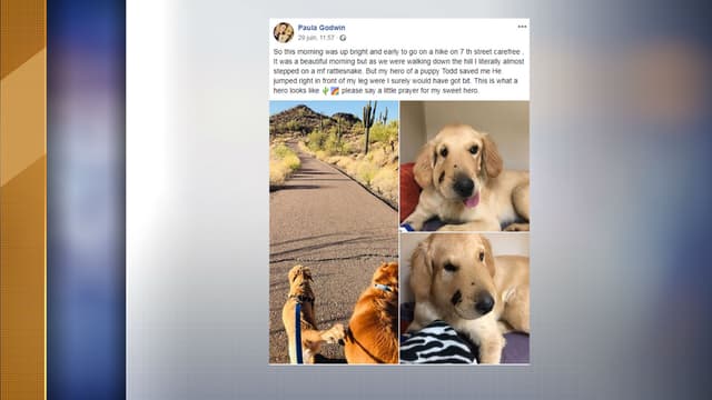 Todd, un golden retriever de six mois mordu par un serpent à sonnette vendredi dernier en Arizona.