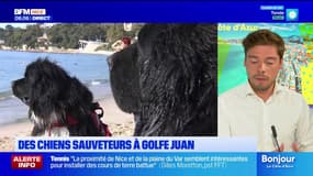 Côte d'Azur: des chiens sauveteurs à Golfe-Juan
