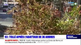 Seine-Saint-Denis: l'abattage de 36 marronniers scandalise les défenseurs de l'environnement à Montreuil