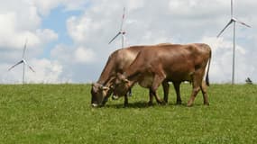 Des vaches marron à Wildpoldsried, en Allemagne. Photo d'illustration.