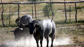 Un taureau s'est échappé de son enclos à Cusco, dans le sud-est du Pérou, où il a blessé huit personnes dans sa course