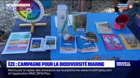 Alpes-Maritimes: une campagne pour sensibiliser à la biodiversité marine